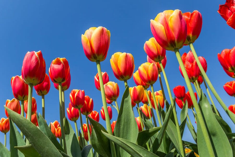 From Amsterdam: take the famous Tulip route tour - The 100-kilometer Tulip Route
