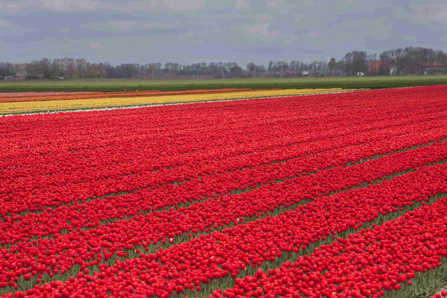 From Amsterdam: take the famous Tulip route tour - Walking beside the fields