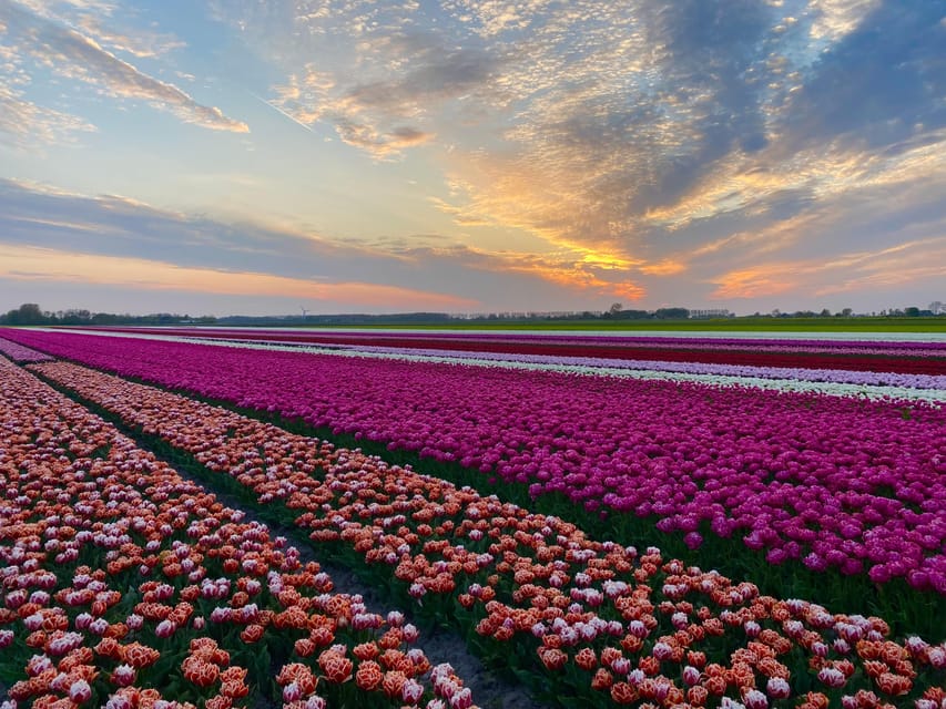 From Amsterdam: The Early Flower Tour, full day with Lunch - Weather, clothing, and what to bring