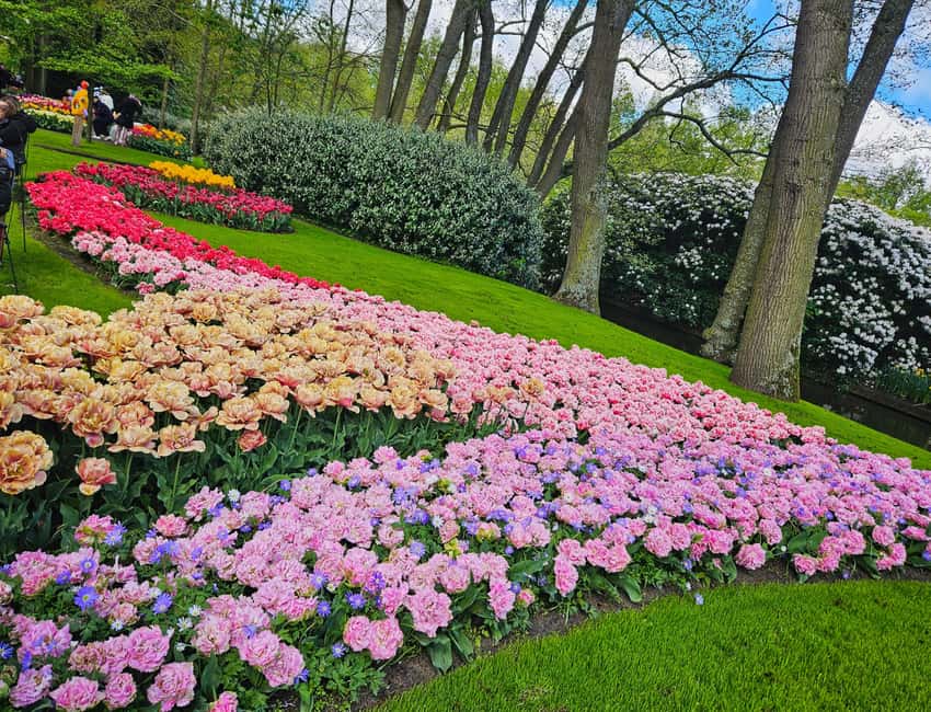 From Amsterdam: Tulip Tour Keukenhof & City Tour Delft - The pottery stop that needs a clear explanation