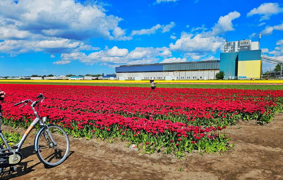 From Amsterdam: Tulip Tour Keukenhof & City Tour Delft - Walking Delft’s medieval center