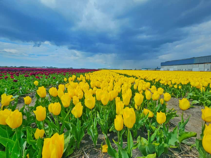 From Amsterdam: Tulip Tour Keukenhof & City Tour Delft - One and a half hours to make Delft your own
