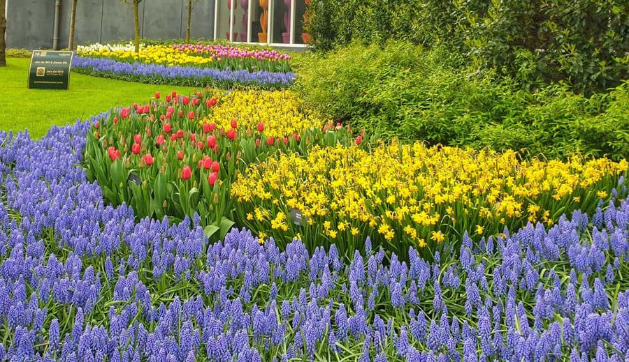 From Amsterdam: Tulip Tour Keukenhof & City Tour Delft - Meeting the guide and heading south