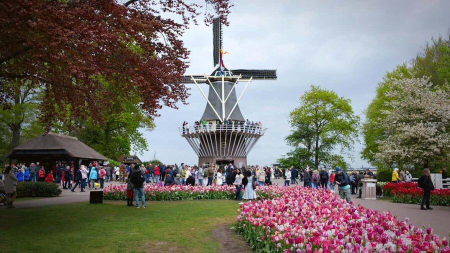 From Amsterdam: VIP Keukenhof Tulip Tour with Private Driver - Key points to know before you book