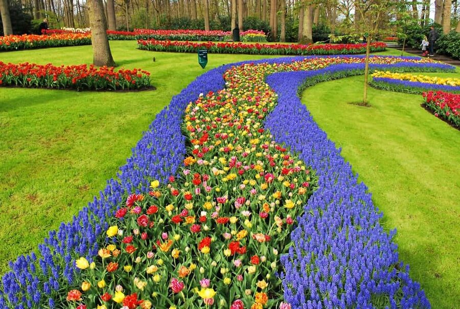 From Amsterdam: VIP Keukenhof Tulip Tour with Private Driver - The indoor tulip-picking activity