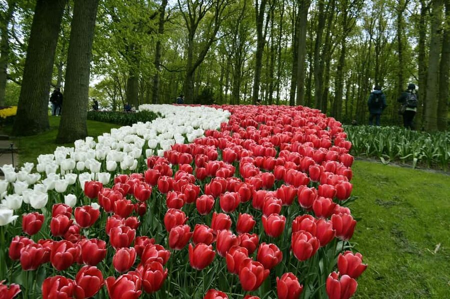 From Amsterdam: VIP Keukenhof Tulip Tour with Private Driver - Returning to Amsterdam without a fixed group schedule