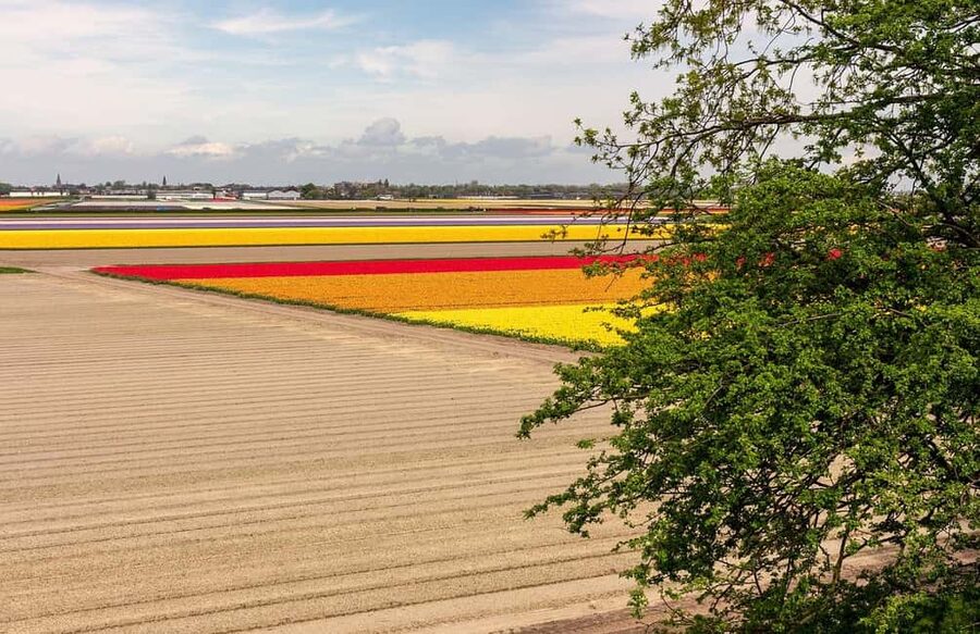 From Amsterdam: VIP Keukenhof Tulip Tour with Private Driver - What the $765 group price buys you
