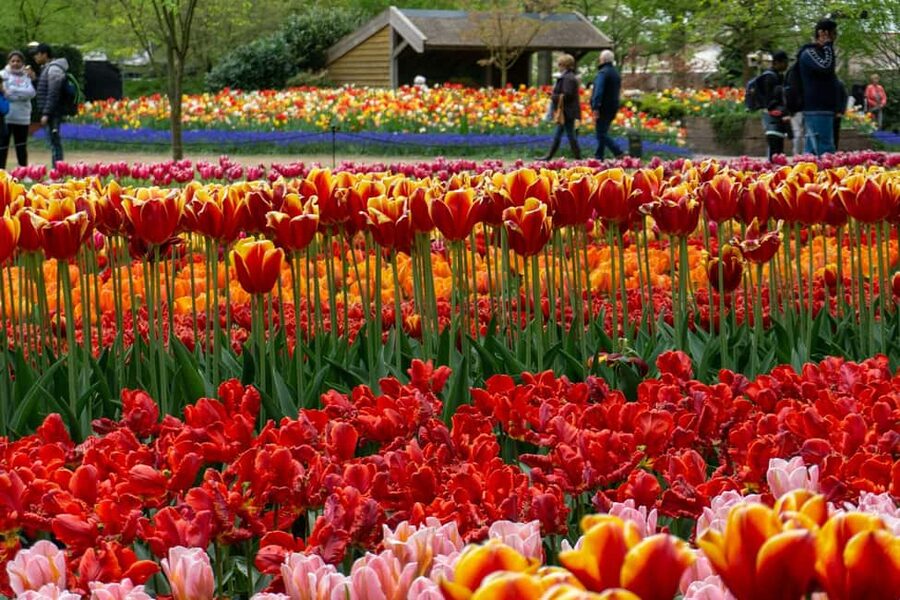 From Amsterdam: VIP Keukenhof Tulip Tour with Private Driver - Booking advice and final verdict
