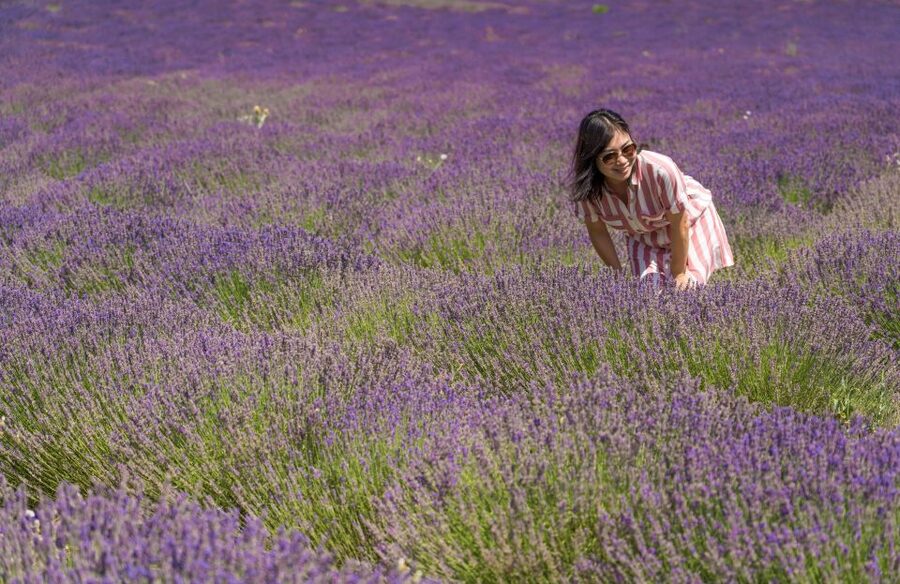 From Avignon: Half Day Lavender Tour to Sault - One hour in Sault, with lavender shops and nougat