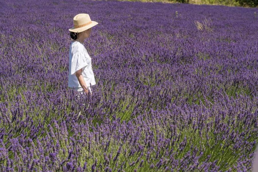 From Avignon: Half Day Lavender Tour to Sault - The second field stop and return to Avignon