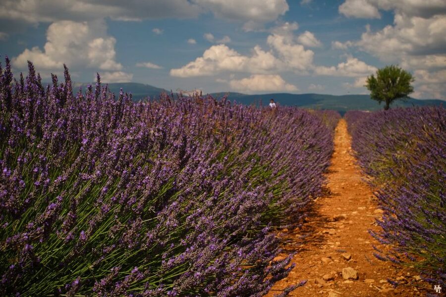 From Avignon: Lavender Fields & Luberon Village Guided Tour - Gordes from the overlook to the castle