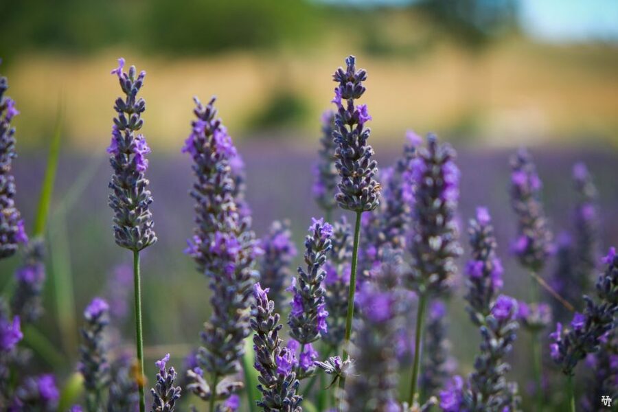 From Avignon: Lavender Fields & Luberon Village Guided Tour - Food, walking, heat, and practical comfort