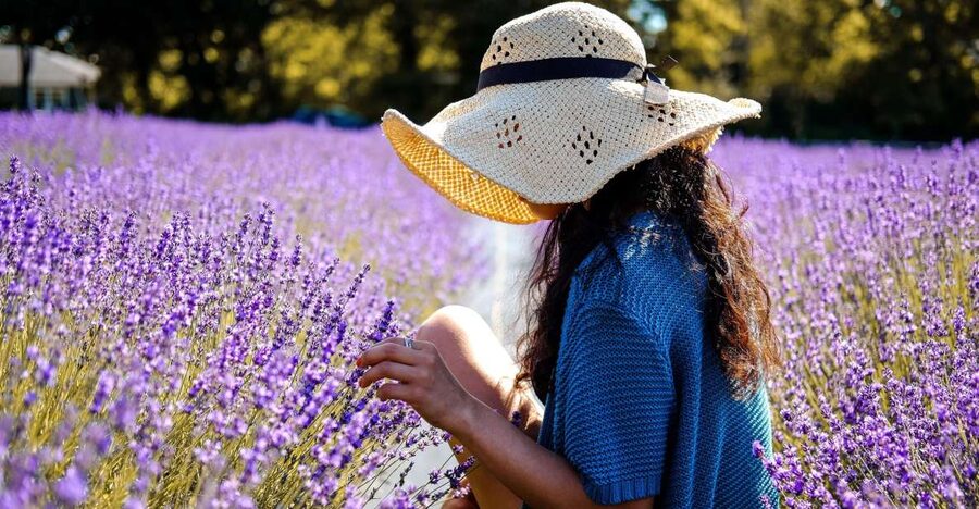 From Avignon: Lavender Fields & Luberon Village Guided Tour - Is the tour good value?