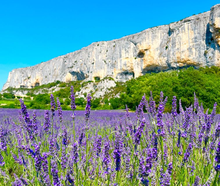 From Avignon: Lavender Tour around Valensole or Sault - Three hours among Valensole’s lavender fields