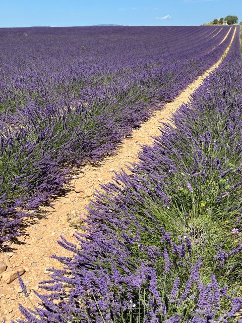 From Avignon: Lavender Tour around Valensole or Sault - Farm food at St. Trinit