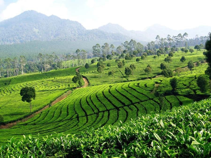 From Bandung: Tea Plantation and Botanical Garden Tour - The driver can shape the day