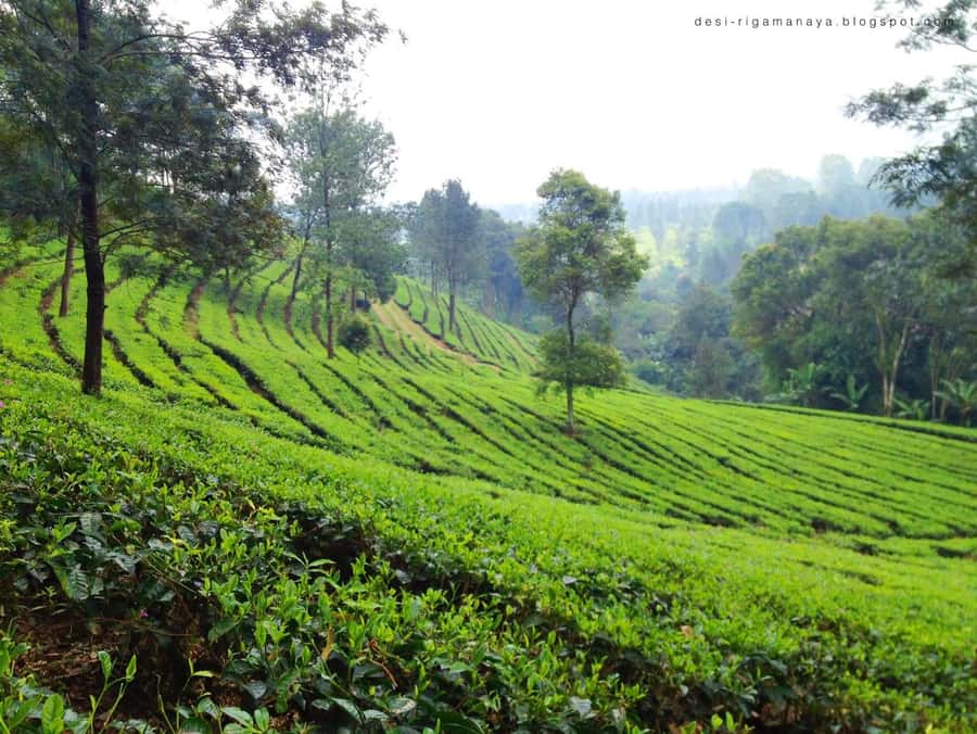 From Bandung: Tea Plantation and Botanical Garden Tour - Lunch, weather, and what to bring
