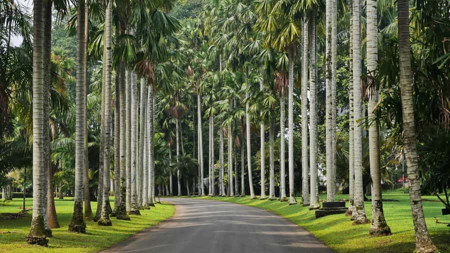 From Bandung: Tea Plantation and Botanical Garden Tour - Tea fields across Puncak’s 2,551 hectares