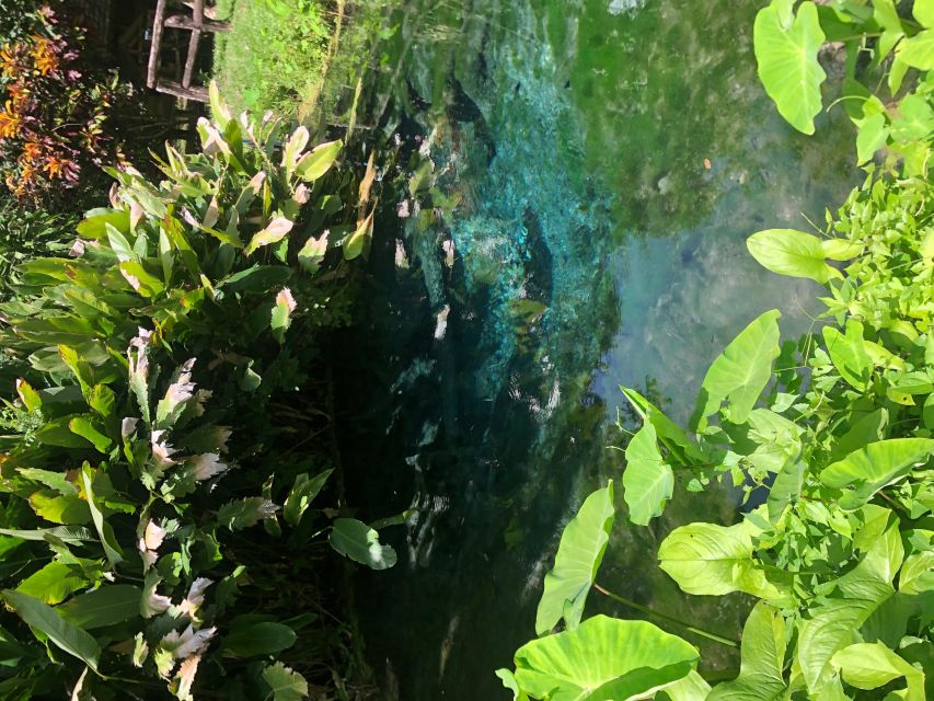From Chiang Mai: Temples, Sticky Waterfall, and Orchid Farm - What the $80 price includes