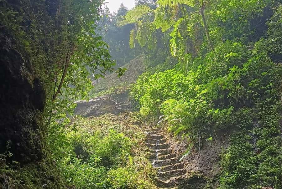 From Jakarta: Bogor Botanical Garden, Ricefield, & Waterfall - How the 10-hour schedule really feels