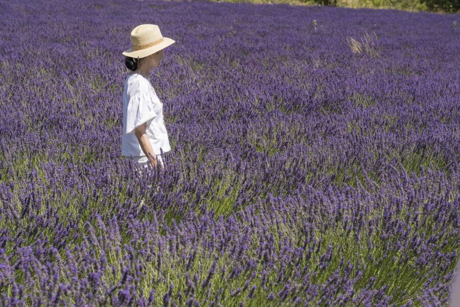 From Marseille: Lavender Full-Day Trip to Sault - Key points at a glance