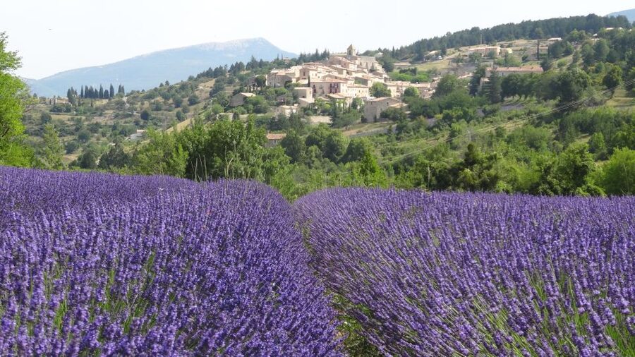 From Marseille: Lavender Full-Day Trip to Sault - Free time in Sault for lunch