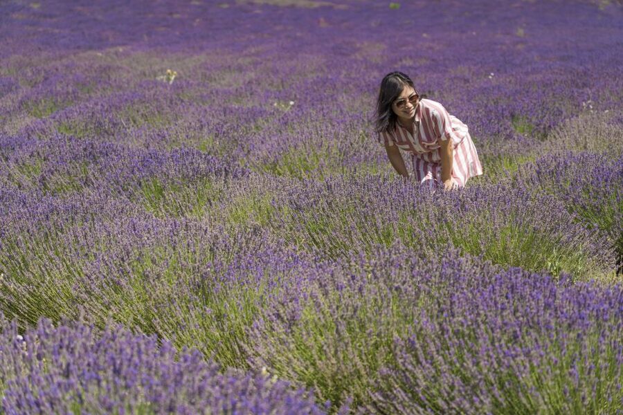 From Marseille: Valensole Lavender Full-Day tour - Why Valensole makes a worthwhile day from Marseille