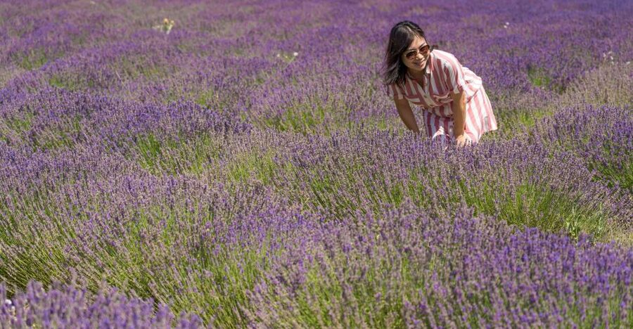 From Marseille: Valensole Lavender Full-Day tour - The minivan ride and small-group setup