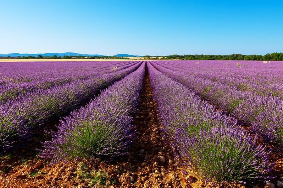 From Marseille: Valensole Lavender Full-Day tour - Lavender fields on the Valensole Plateau