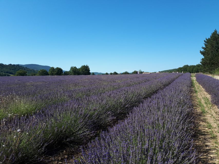 From Marseille: Valensole Lavenders Tour from Cruise Port - Why Valensole makes a strong cruise-port day trip