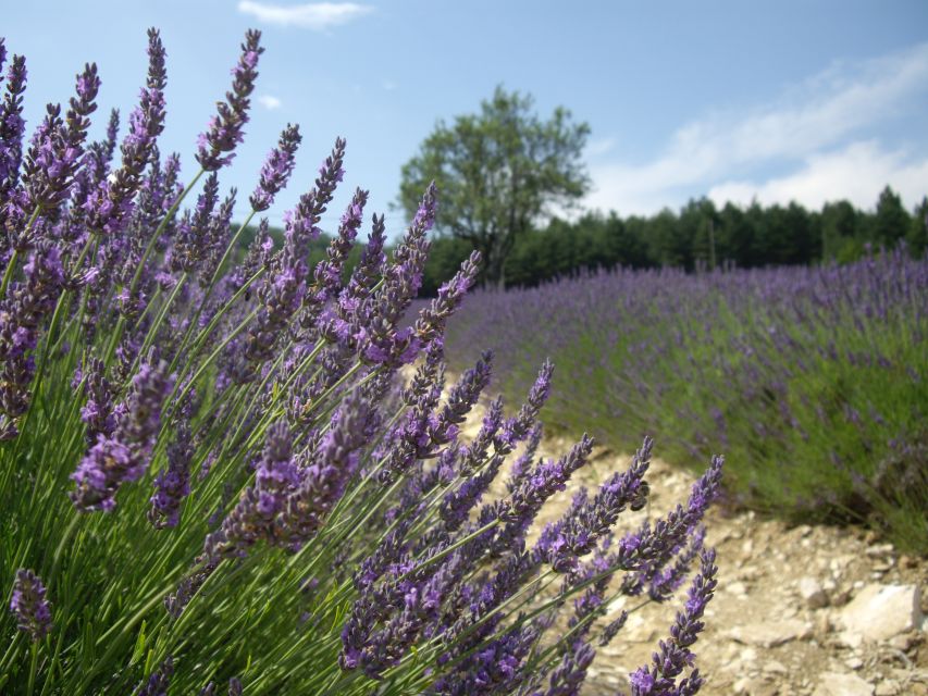 From Marseille: Valensole Lavenders Tour from Cruise Port - Two hours among the lavender fields
