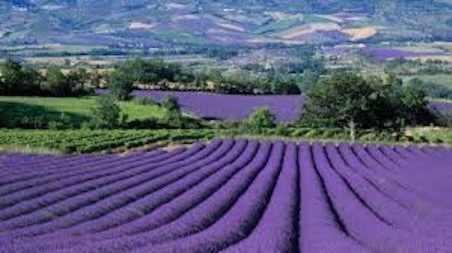 From Nice: Full-Day Provence and Lavender Tour - At a glance
