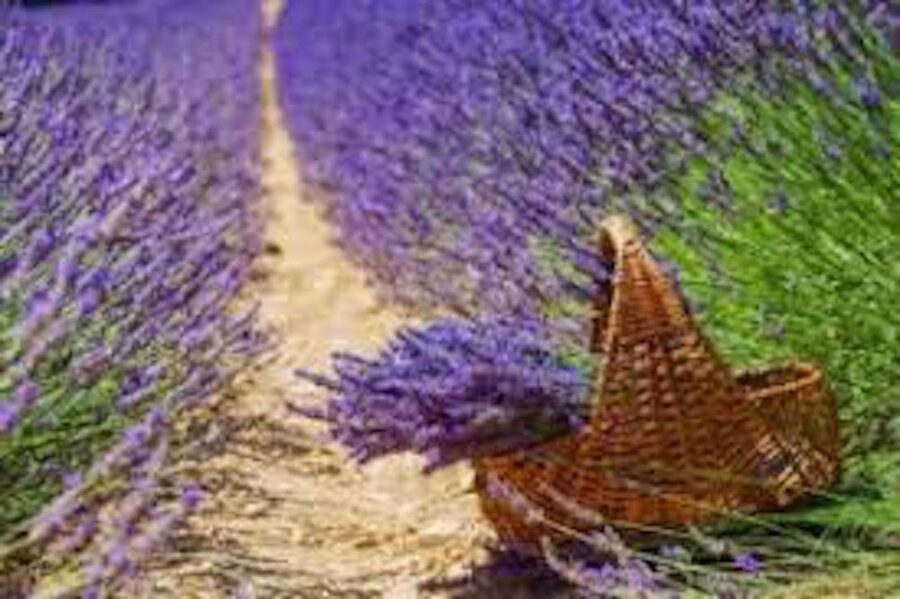 From Nice: Full-Day Provence and Lavender Tour - Lake Sainte-Croix and the final stop