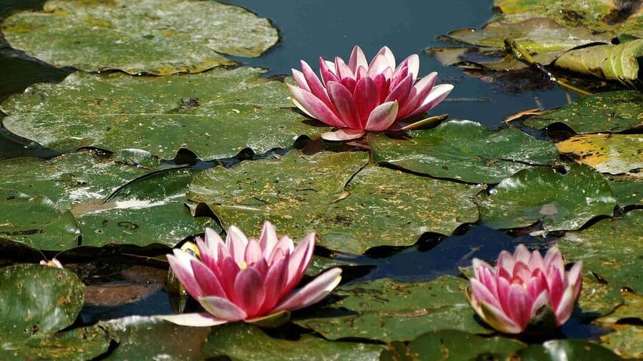 From Paris: Giverny Monet’s House & Gardens Half-Day Tour - The Clos Normand flower garden