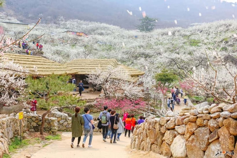 From Seoul: Korea Spring Cherry Blossom Day Tour - Key points to know before booking