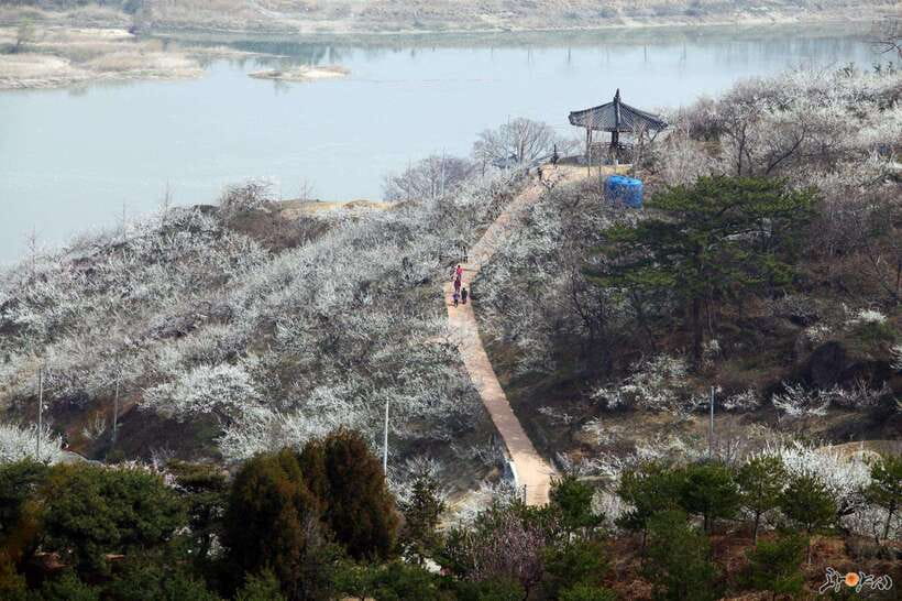 From Seoul: Korea Spring Cherry Blossom Day Tour - Why this Seoul spring trip is really several tours in one