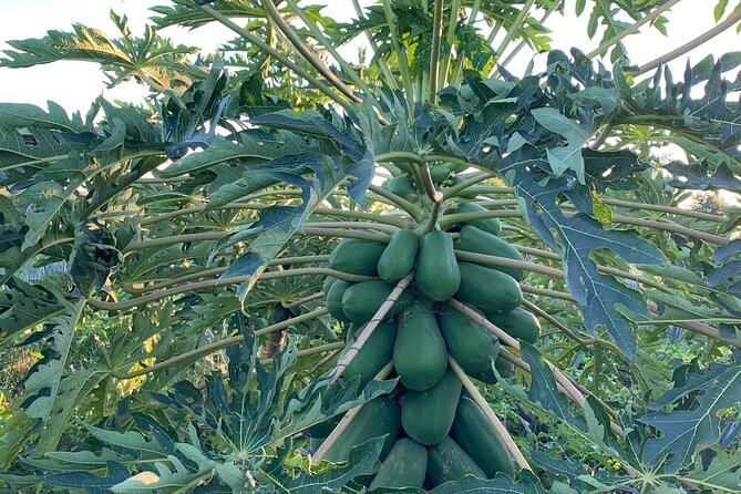 Fruit Garden and Mezcal Tasting Tour with Lunch Included - Walking Through the Orchard