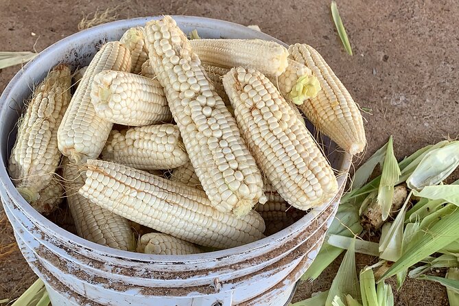 Fruit Garden and Mezcal Tasting Tour with Lunch Included - Timing, Pickup, and Practical Details