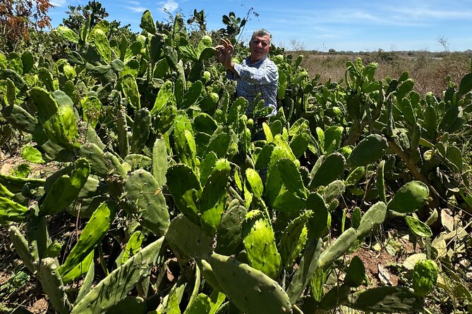 Fruit Garden and Mezcal Tasting Tour with Lunch Included - How to Set Your Expectations Before Booking