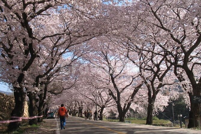 Full-day Hadong, Gwangyang, Cherry blossom, Green Tea Fields Private Tour - The Seomjin River road and the 4km Wedding Road