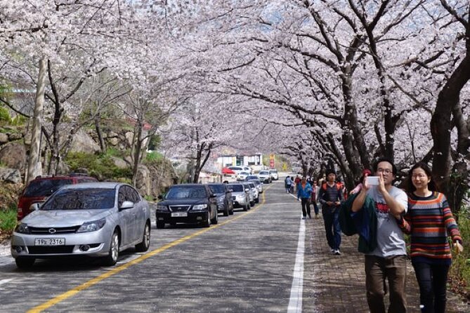 Full-day Hadong, Gwangyang, Cherry blossom, Green Tea Fields Private Tour - Ssanggyesa Temple and six kilometers of spring trees