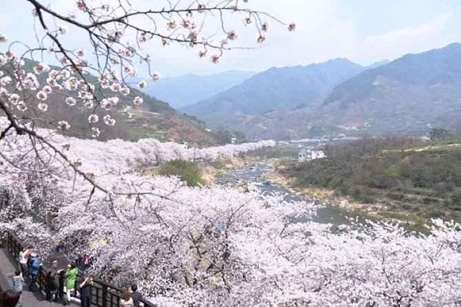 Full-day Hadong, Gwangyang, Cherry blossom, Green Tea Fields Private Tour - Hadong Tea Museum and the story of Korean tea