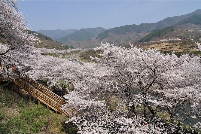 Full-day Hadong, Gwangyang, Cherry blossom, Green Tea Fields Private Tour - Dosim Dawon and the oldest tea-growing traditions