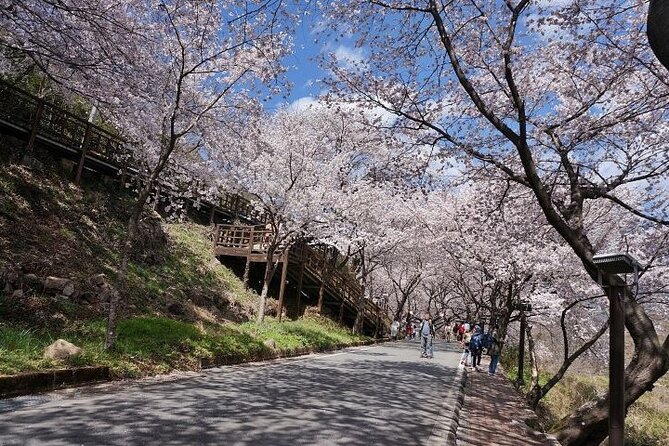 Full-day Hadong, Gwangyang, Cherry blossom, Green Tea Fields Private Tour - Gwangyang bulgogi as the final reward