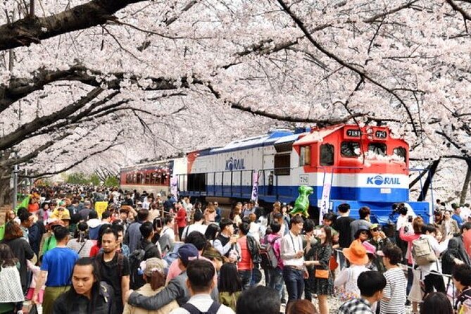 Full-Day Jinhae Cherry Blossom festival Private tour - Key things to know before booking