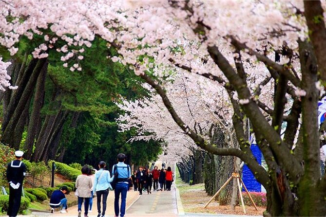 Full-Day Jinhae Cherry Blossom festival Private tour - Why this day trip works from Busan