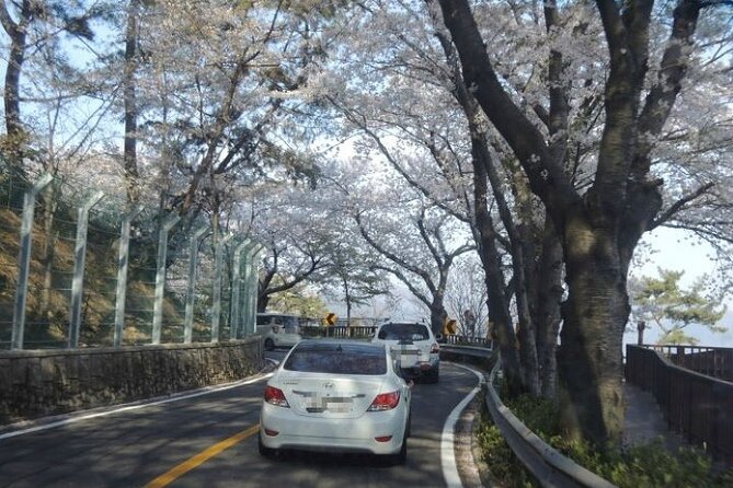 Full-Day Jinhae Cherry Blossom festival Private tour - Jehwangsan Park and the 365-step climb