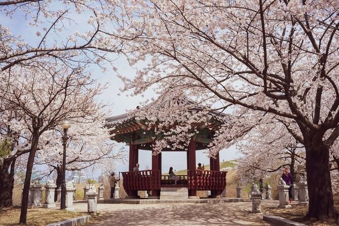 Full-Day Jinhae Cherry Blossom festival Private tour - The Naval Academy during festival time