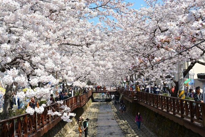 Full-Day Jinhae Cherry Blossom festival Private tour - How much value do you get for $300?