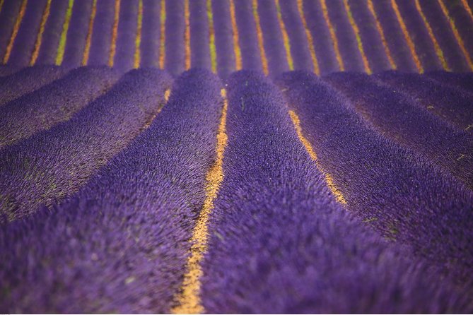 Full Day Ocean of Lavender in Valensole from Avignon - Key points to know before booking
